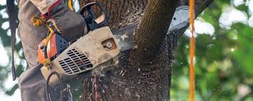 Best Arborist Consultation Services  in Lake Sarasota, FL