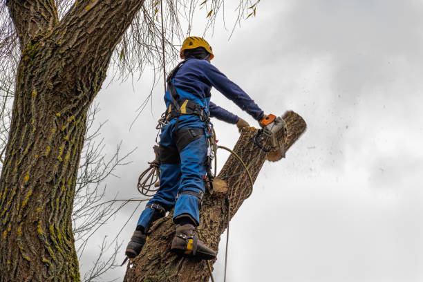 Best Commercial Tree Services  in Lake Sarasota, FL