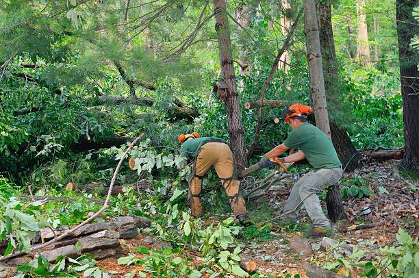 Best Tree Disease Treatment  in Lake Sarasota, FL