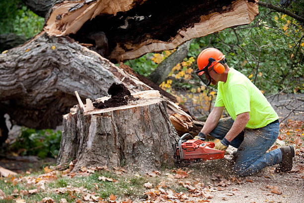 Best Tree Risk Assessment  in Lake Sarasota, FL