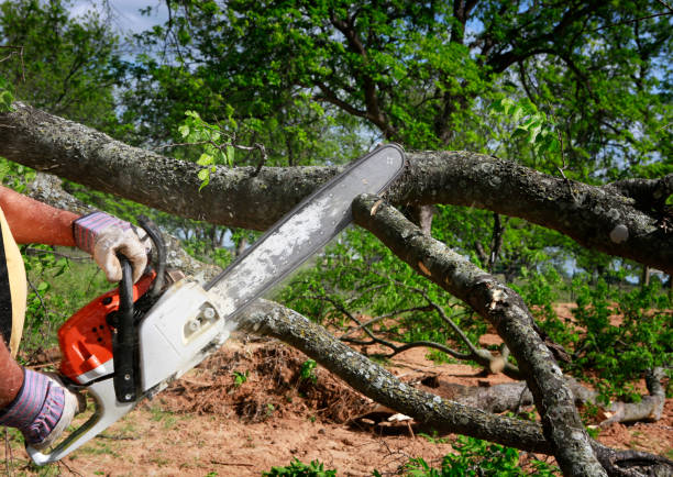 Best Lawn Grading and Leveling  in Lake Sarasota, FL